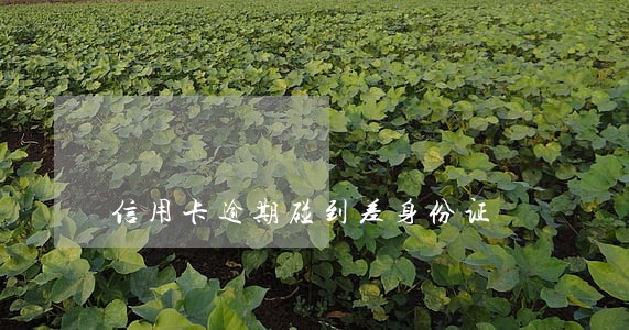 信用卡逾期碰到差身份证 信用卡逾期碰到差身份证