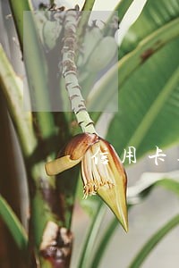 信用卡逾期社区居委会知道吗 信用卡逾期社区居委会知道吗
