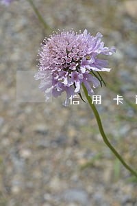 信用卡逾期禁止出境吗 信用卡逾期禁止出境吗