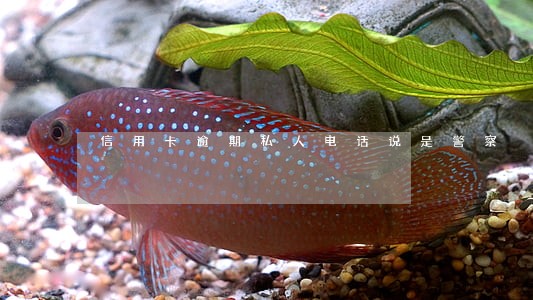 信用卡逾期私人电话说是警察 信用卡逾期私人电话说是警察