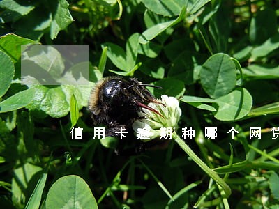 信用卡逾期种哪个网贷能借钱 信用卡逾期种哪个网贷能借钱