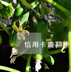 信用卡逾期秒扣储蓄卡可以投诉吗 信用卡逾期秒扣储蓄卡可以投诉吗