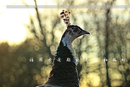信用卡逾期稳怎么和银行沟通 信用卡逾期稳怎么和银行沟通