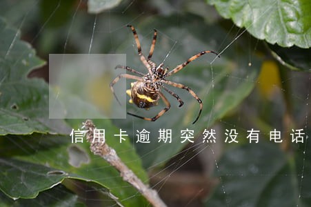 信用卡逾期突然没有电话 信用卡逾期突然没有电话
