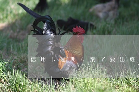 信用卡逾期立案了要出庭 信用卡逾期立案了要出庭