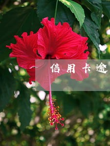 信用卡逾期立案会坐牢吗 信用卡逾期立案会坐牢吗