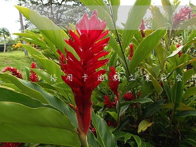 信用卡逾期立案前会传呼吗 信用卡逾期立案前会传呼吗