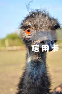 信用卡逾期立案号真假