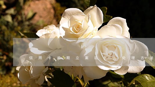 信用卡逾期立案后怎么处理方法 信用卡逾期立案后怎么处理方法