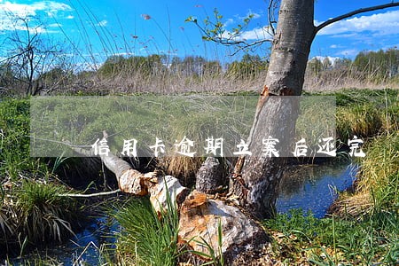信用卡逾期立案后还完