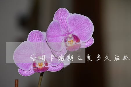 信用卡逾期立案多久后抓人
