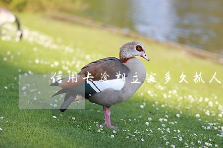 信用卡逾期立案多久抓人 信用卡逾期立案多久抓人