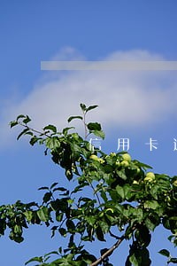信用卡逾期立案审判了怎么办 信用卡逾期立案审判了怎么办