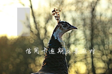 信用卡逾期立案应对 信用卡逾期立案应对