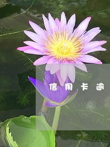信用卡逾期立案本人能不去吗 信用卡逾期立案本人能不去吗