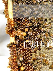 信用卡逾期立案规定 信用卡逾期立案规定