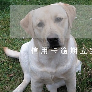 信用卡逾期立案调查 信用卡逾期立案调查