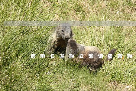 信用卡逾期立案调查周期