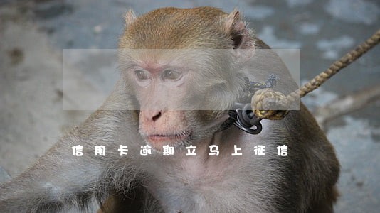 信用卡逾期立马上征信
