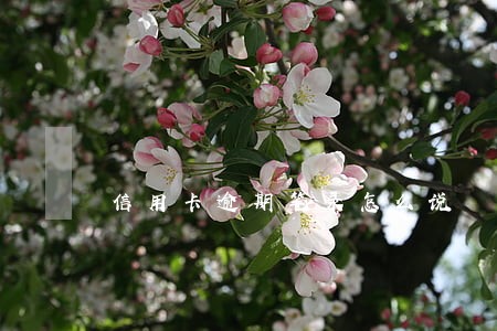 信用卡逾期笔录怎么说 信用卡逾期笔录怎么说