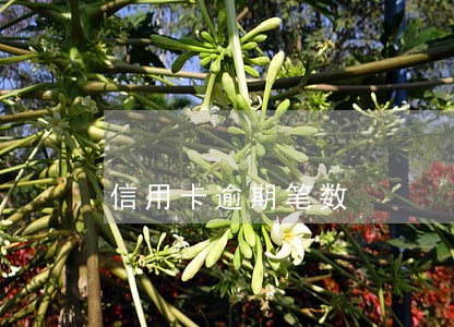 信用卡逾期笔数 信用卡逾期笔数