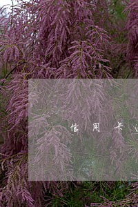 信用卡逾期第一次免息 信用卡逾期第一次免息