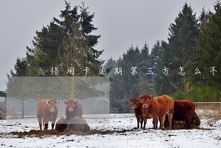 信用卡逾期第三方怎么不催了 信用卡逾期第三方怎么不催了