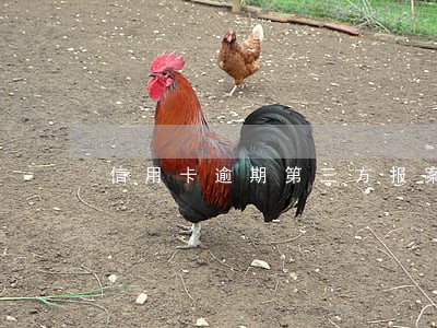 信用卡逾期第三方报案了怎么办 信用卡逾期第三方报案了怎么办