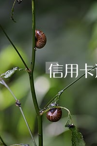 信用卡逾期第二天就还了