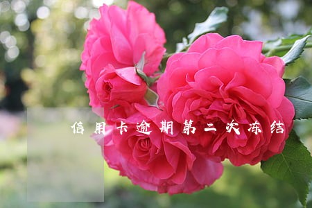 信用卡逾期第二次冻结 信用卡逾期第二次冻结