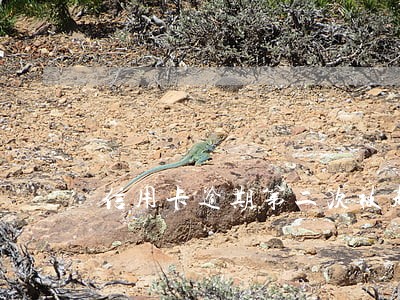 信用卡逾期第二次被起诉 信用卡逾期第二次被起诉