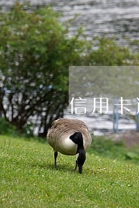 信用卡逾期等级七级怎么办 信用卡逾期等级七级怎么办