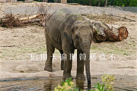 信用卡逾期算恶意不