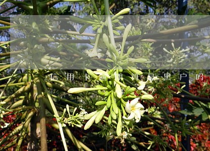 信用卡逾期算是黑户吗 信用卡逾期算是黑户吗