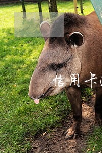 信用卡逾期算民事借贷纠纷 信用卡逾期算民事借贷纠纷