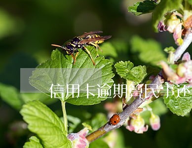 信用卡逾期算民事还是刑事