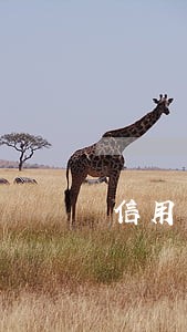 信用卡逾期算诈骗么 信用卡逾期算诈骗么