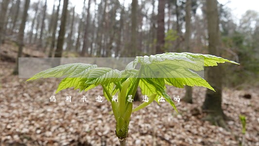 信用卡逾期算违法吗 信用卡逾期算违法吗