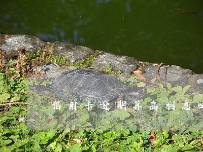 信用卡逾期算高利息吗