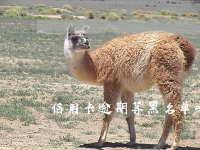 信用卡逾期算黑名单吗6 信用卡逾期算黑名单吗6