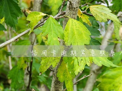 信用卡逾期紧急联系人是前妻 信用卡逾期紧急联系人是前妻