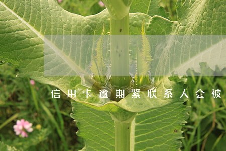 信用卡逾期紧联系人会被催收吗