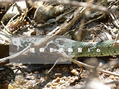 信用卡逾期累16 信用卡逾期累16