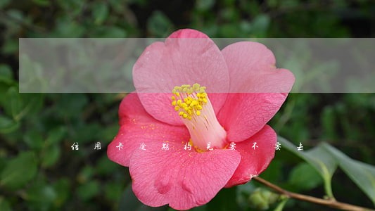 信用卡逾期约见要不要去 信用卡逾期约见要不要去