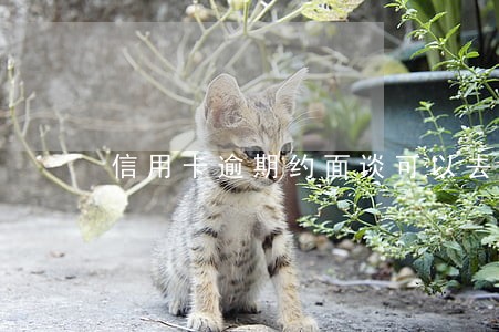 信用卡逾期约面谈可以去吗 信用卡逾期约面谈可以去吗