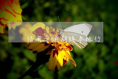 信用卡逾期终本执行