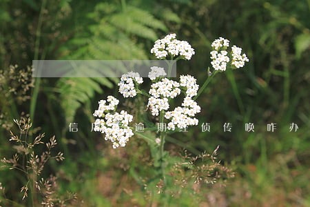 信用卡逾期经侦传唤咋办 信用卡逾期经侦传唤咋办