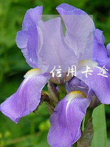 信用卡逾期经侦传唤该怎么办 信用卡逾期经侦传唤该怎么办