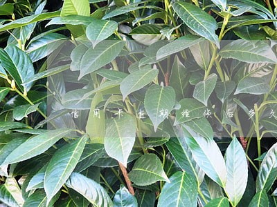 信用卡逾期经侦后多久传唤 信用卡逾期经侦后多久传唤