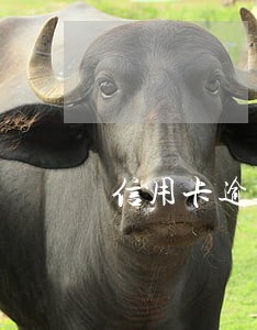 信用卡逾期经侦大队会处理吗 信用卡逾期经侦大队会处理吗